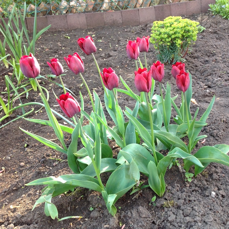 Selina's garden