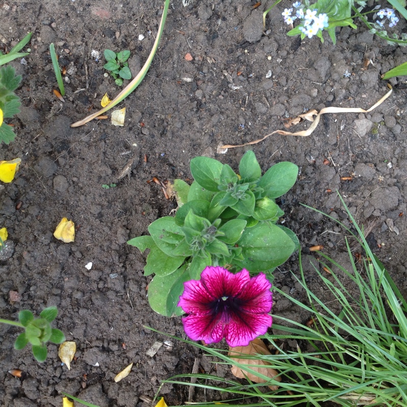 Selina's garden