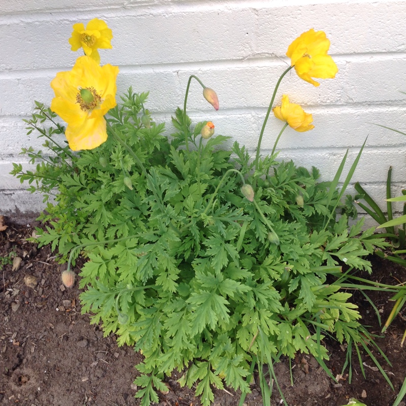 Selina's garden