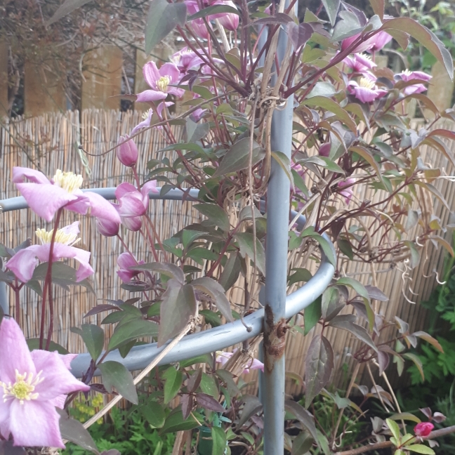 plant image 1027540