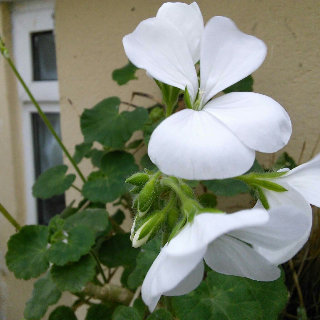 Pelargonium
