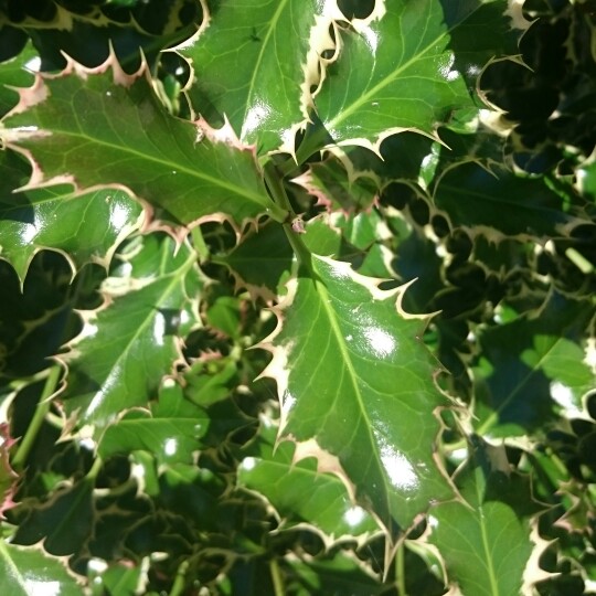 Plant image Ilex aquifolium 'Ferox Argentea'