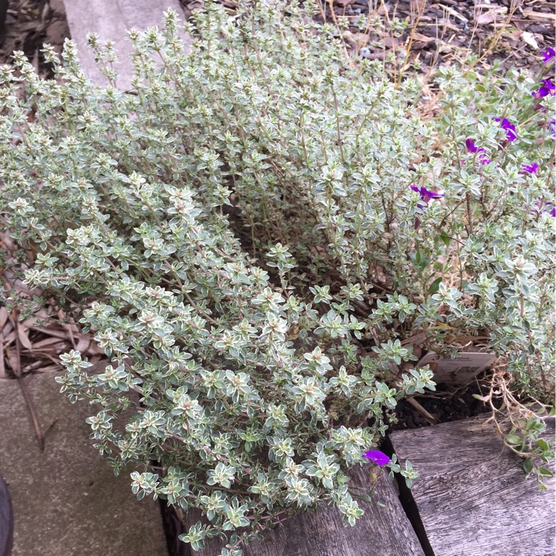 Plant image Thymus 'Silver Queen'
