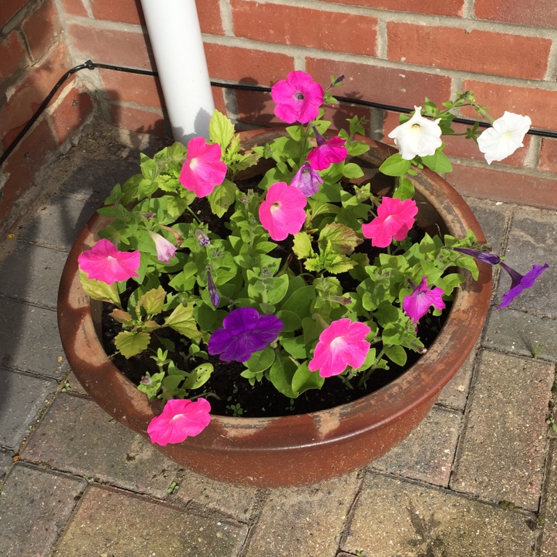 Lizzy's garden