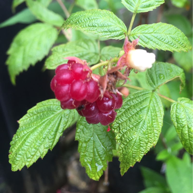 plant image 157822