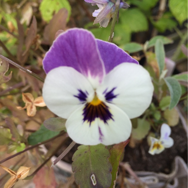 Pansy