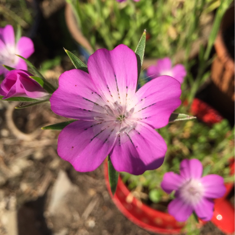 Lizzy's garden