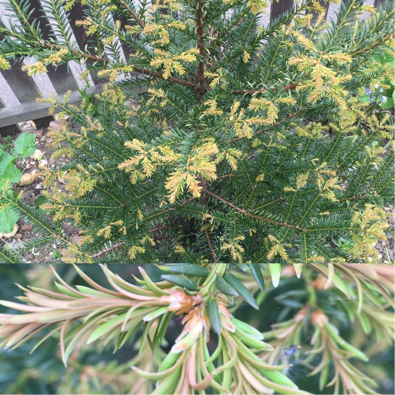 Plant image Taxus baccata 'Repandens'