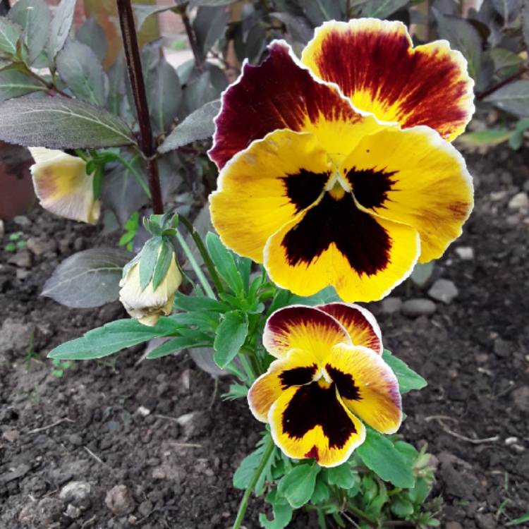 plant image 1102646