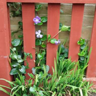Eliza's garden
