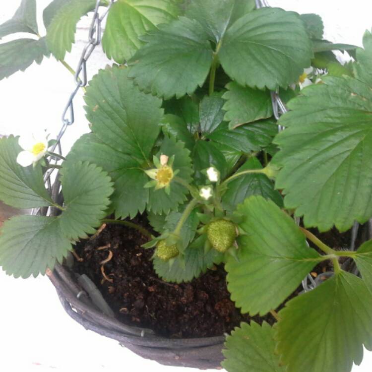 Plant image Fragaria x ananassa 'Honeoye'