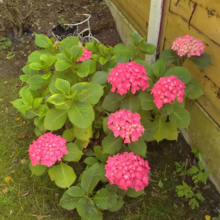 Hydrangea macrophylla 'Leuchtfeuer', Hydrangea 'Leuchtfeuer' - uploaded by  @butterball