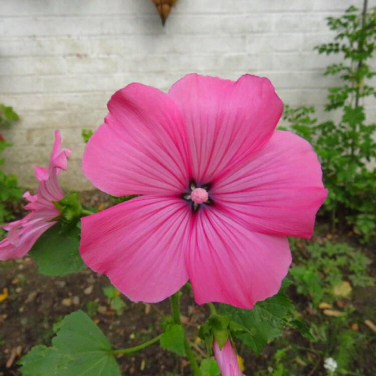 Plant image Lavatera trimestris