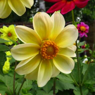 Dahlia 'Piccolo Mix'