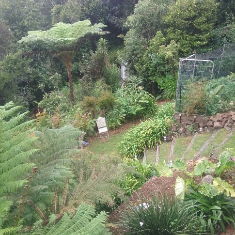 Kerri's garden