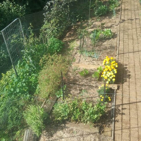 Kerri's garden