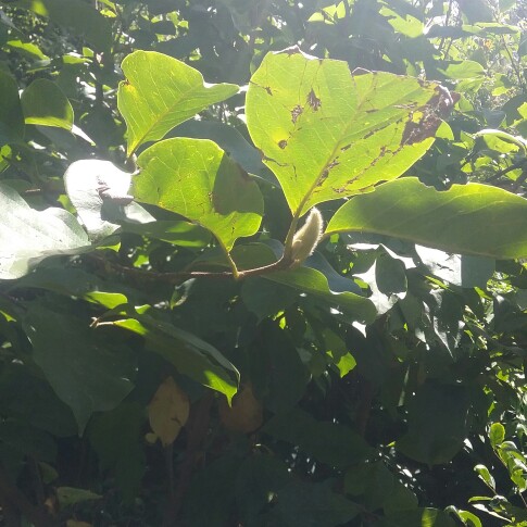 Magnolia 'Rustica Rubra'