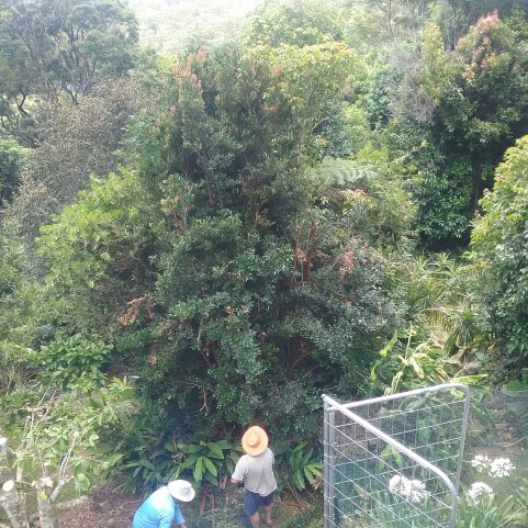 Kerri's garden