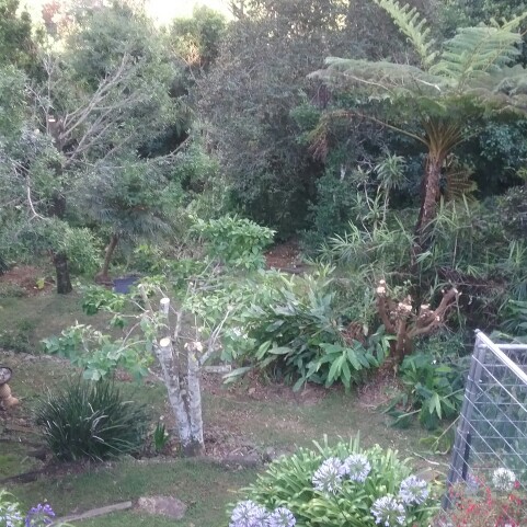 Kerri's garden