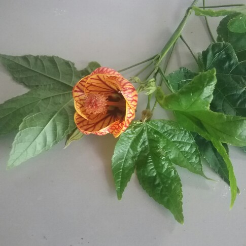 Chinese lantern