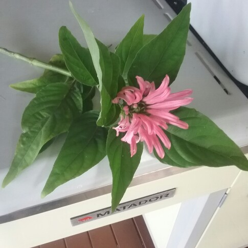 Plant image Justicia carnea