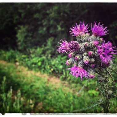 Creeping Thistle