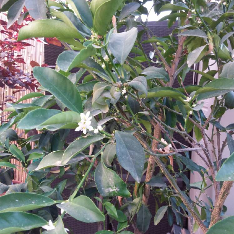 Plant image Citrus Japonica