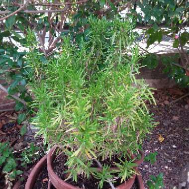 Rosemary