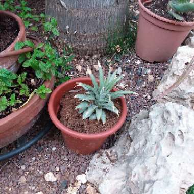 Pineapple