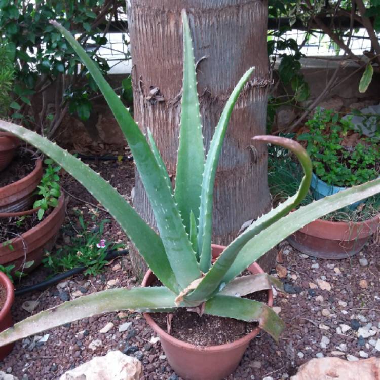 plant image 1077431