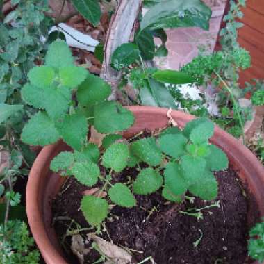 Rivka's garden