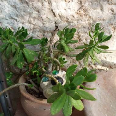 Rivka's garden