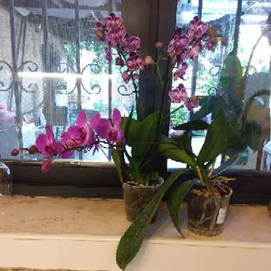 Orchid