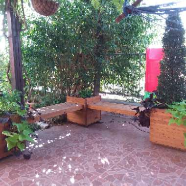Rivka's garden