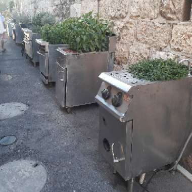 Rivka's garden