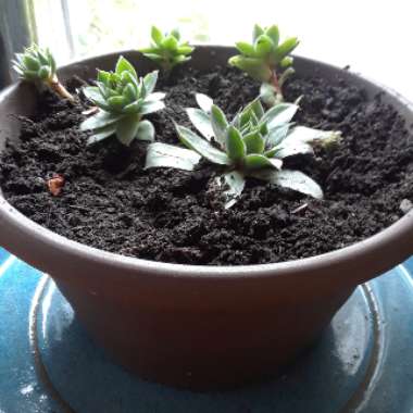 Lindsey's garden