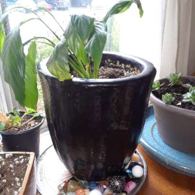 Lindsey's garden