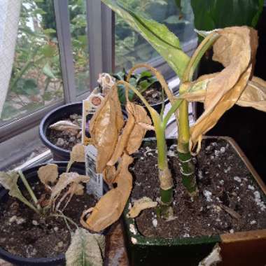 Lindsey's garden