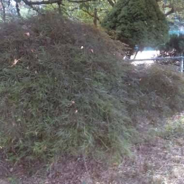Lindsey's garden