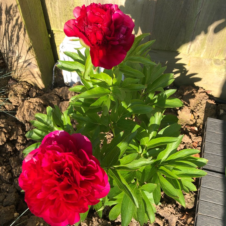 Plant image Paeonia 'Red Grace'