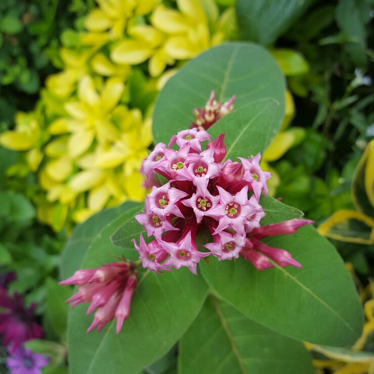 Plant image Cestrum Elegans