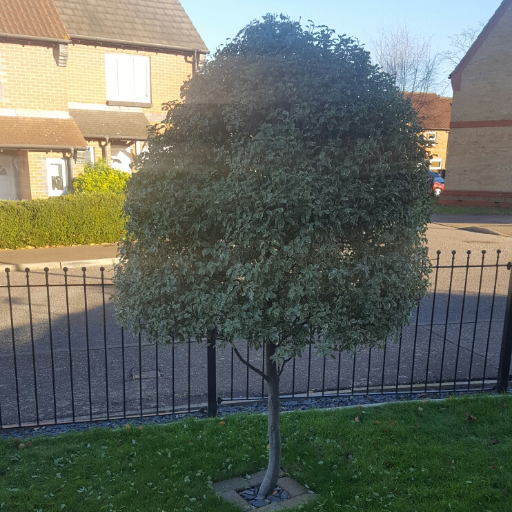 Plant image Pittosporum
