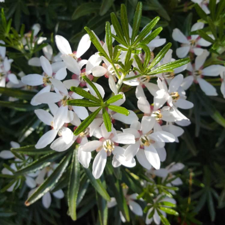 Plant image Choisya ternata 'Goldfinger'