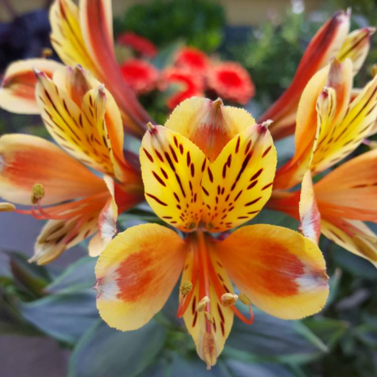 plant image 473999