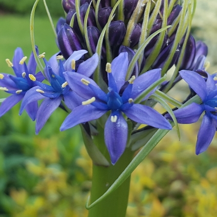 Plant image Scilla peruviana 'Blue Moon'