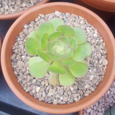 Aeonium Blushing Beauty