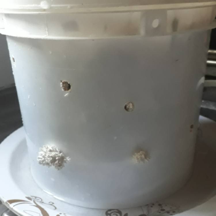 Plant image Pleurotus Ostreatus