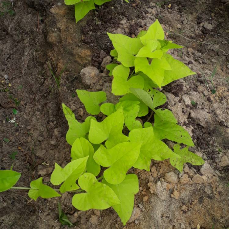 plant image 1123259