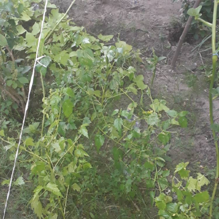 plant image 1143815