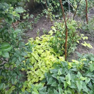Solanum tuberosum